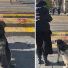 Cão olha semáforo atravessando na hora certa e na faixa de pedestre