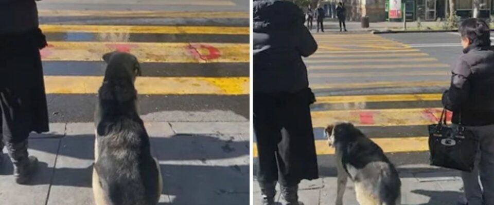 Cão olha semáforo atravessando na hora certa e na faixa de pedestre