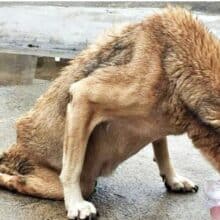 Cão paralisado ganha comida e é resgatado para nunca mais ficar na rua