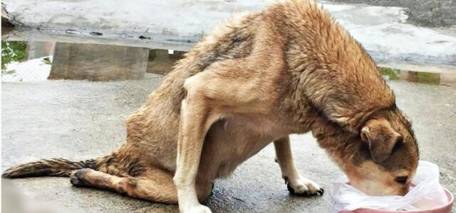 Cão paralisado ganha comida e é resgatado para nunca mais ficar na rua