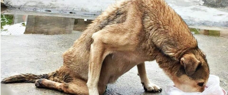 Cão paralisado ganha comida e é resgatado para nunca mais ficar na rua