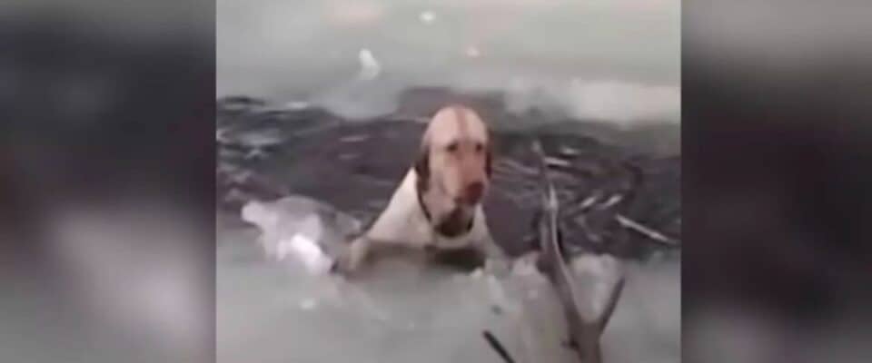 Cão preso em um lago congelado é resgatado por bombeiros