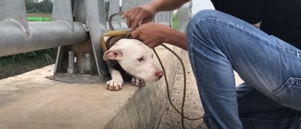 Cão preso na ponte foi resgatado a tempo