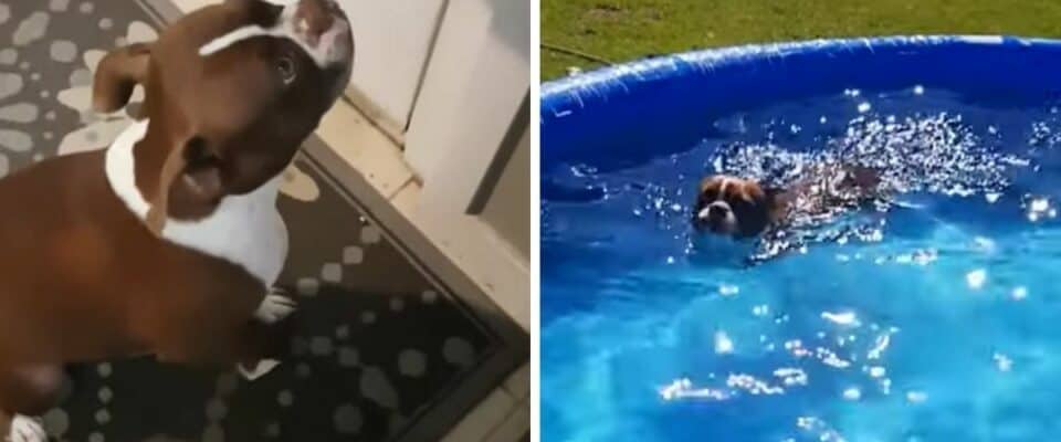 Cão que ama água age como tivesse que fazer xixi, mas só quer a piscina