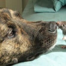 Cão resgatado triste, muda quando se torna o melhor amigo de um rato