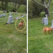 Cão visita cemitério e entre tantas lápides ele reconhece a da sua avó