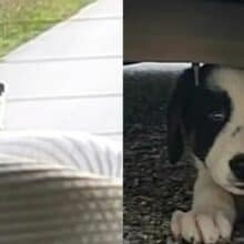 Cãozinho abandonado persegue carro na esperança de ser adotado