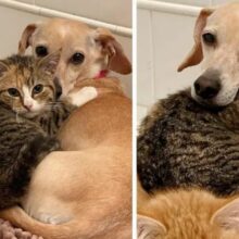 Cãozinho adota dois gatinhos e os ajudam superar seus medos