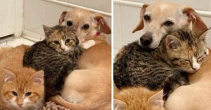 Cãozinho adota dois gatinhos e ajuda eles a superarem todos os seus medos