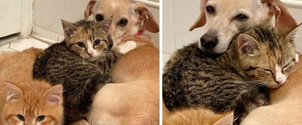 Cãozinho adota dois gatinhos e os ajudam superar seus medos