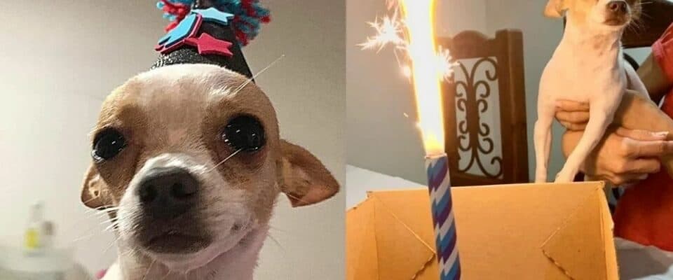 Cãozinho chora quando comemoram o seu primeiro aniversário