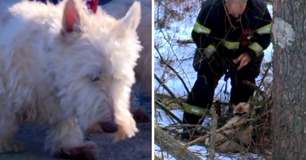 Cãozinho corre até a polícia e procura ajuda para resgatar a sua irmã