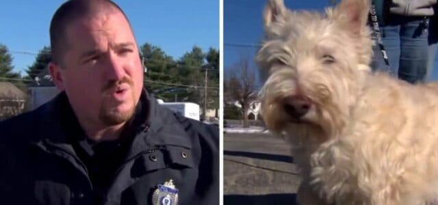 Cãozinho corre até a polícia e começa latir alto para seguirem ele