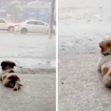 Cãozinho cruza as suas patas enquanto vê a chuva caindo