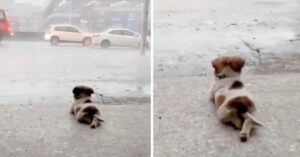 Cãozinho cruza as suas patas vendo a chuva