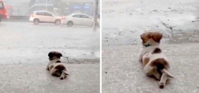 Cãozinho cruza as suas patas enquanto vê a chuva caindo