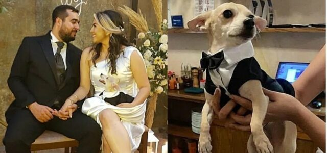 Casal adota um cãozinho maltratado e o torna padrinho de casamento