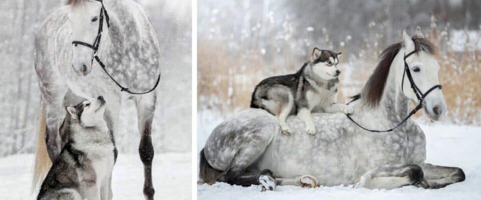 Cavalo e um cachorro formam uma linda dupla e são grandes amigos
