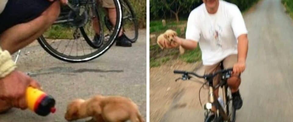 Ciclista adota cachorrinho que encontrou enquanto passeava de bicicleta