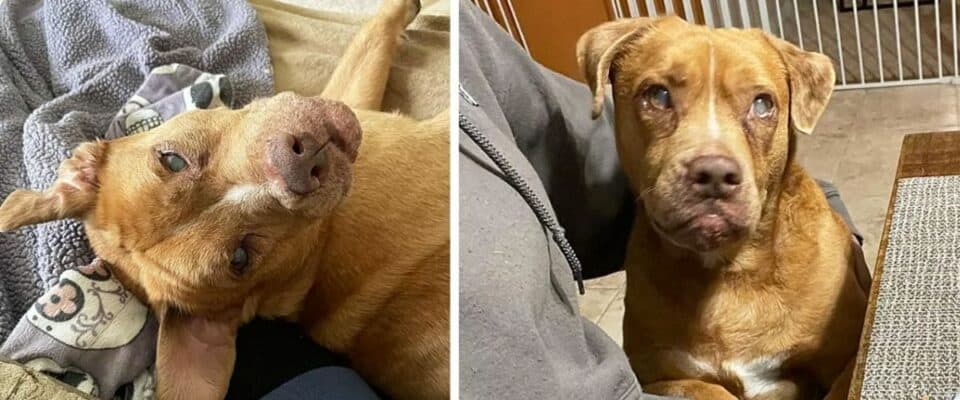 Depois de 8 anos acorrentado, cão cego ganha a sua primeira cama
