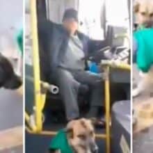 Empresa de ônibus contratou cães de rua como escolta de transporte