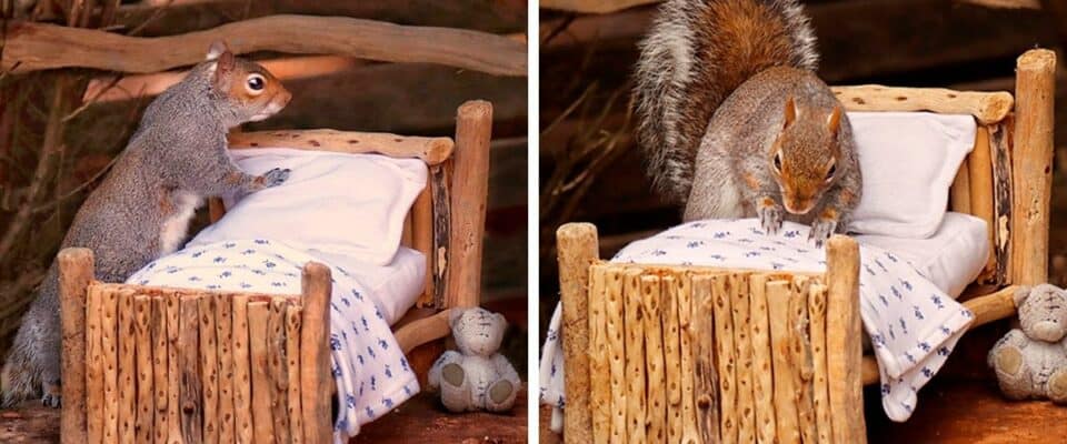 Esquilo arruma a cama para ir dormir construída para ele por uma mulher