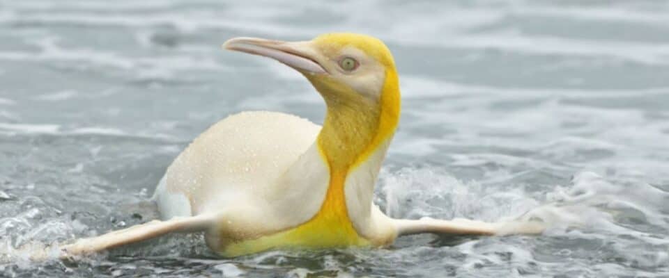 Fotógrafo da vida selvagem tira foto de Pinguim Amarelo nunca visto
