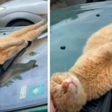 Gato finge estar dormindo em cima de um carro para ser adotado