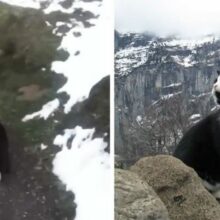 Gato guiou um homem que estava perdido em uma montanha na Suíça