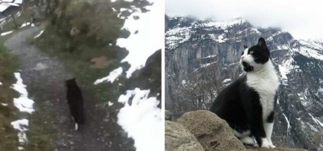Gato guiou um homem que estava perdido em uma montanha na Suíça
