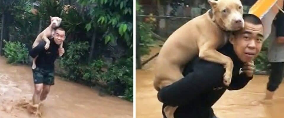 Homem carrega o seu cachorro nas costas para salvá-lo de enchente