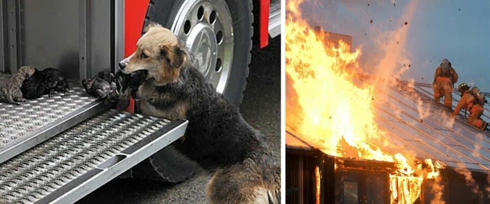 Mãe canina passou pelo fogo várias vezes para resgatar seus filhotes