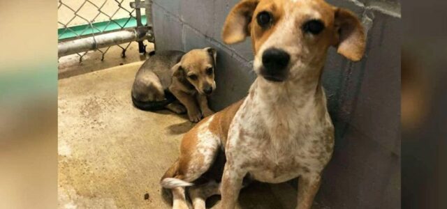 Mãe canina tenta esconder bebê em um abrigo lotado para proteger ele