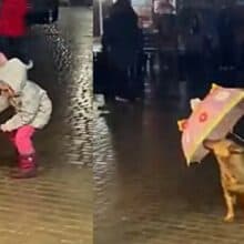 Menina cobre cachorro de rua com seu guarda-chuva e emociona a todos