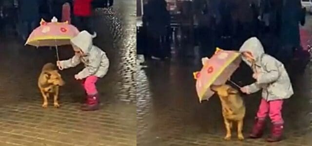 Menina cobre cachorro de rua com seu guarda-chuva e emociona a todos