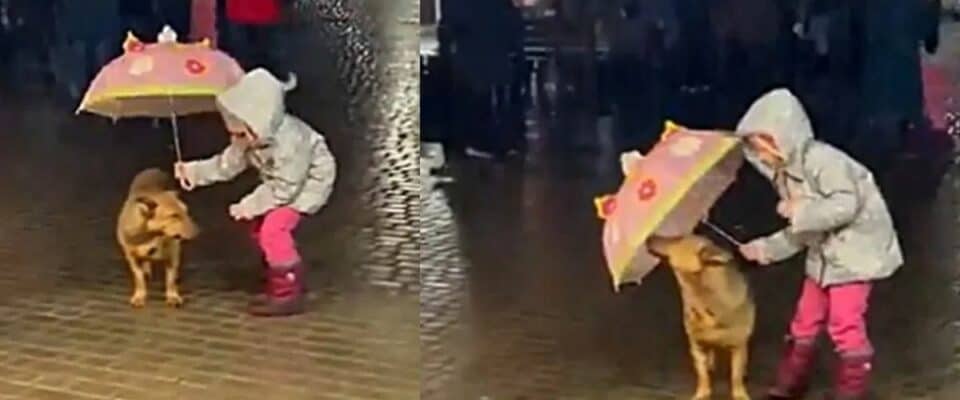 Menina cobre cachorro de rua com seu guarda-chuva e emociona a todos