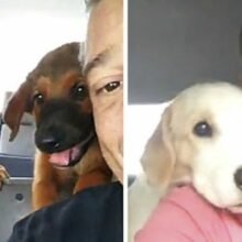Motorista de táxi canino tira fotos encantadoras com seus passageiros