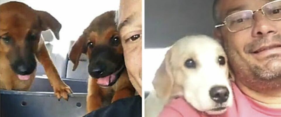 Motorista de táxi canino tira fotos encantadoras com seus passageiros