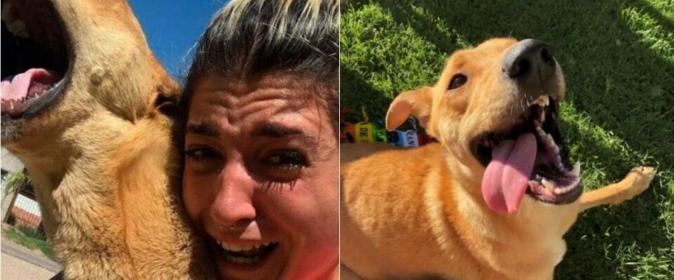 Mulher se encontra com cão desaparecido após 100 dias e se emociona