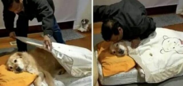 Pai disse que nunca teria cão, mas agora coloca para dormir um cãozinho