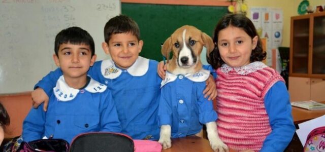 Professor e alunos adotam cão de rua e cuidam dele na escola