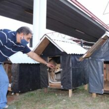 Taxista adora cães e instalou 4 casinhas para proteger eles do frio e chuva