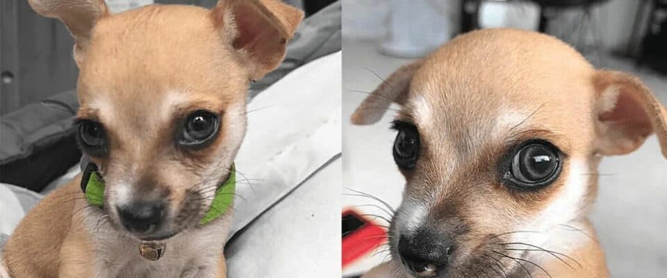 Thor o cachorro Chihuahua com lindos olhos coloridos
