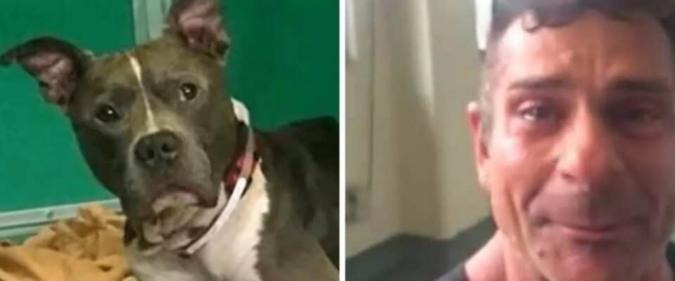 Tutor acha cão roubado há 2 anos, apenas 2 dias antes de ser sacrificado