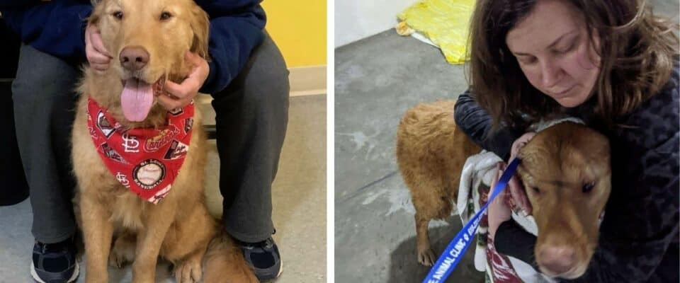 Tutora encontra o seu cão perdido depois de quase 1 ano