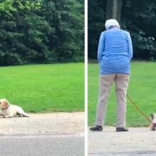 Cachorro adorável se finge de morto para não ir embora de parque