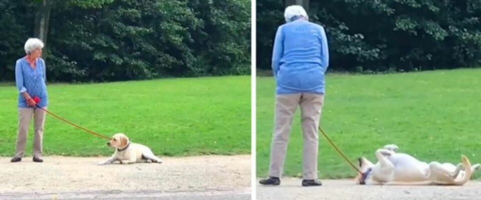 Cachorro adorável se finge de morto para não ir embora de parque