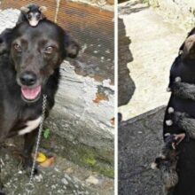 Cachorro adota gambás bebês que perderam sua mãe