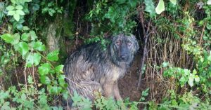 Cão abandonado espera por sua família na chuva que o abandonou