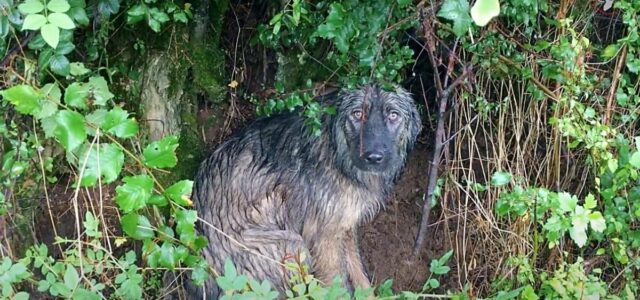 Cão abandonado espera na chuva a família que o deixou